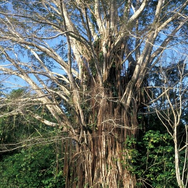 Ficus virens Hoja