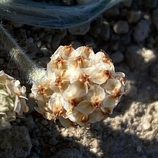 Plantago ovata 花