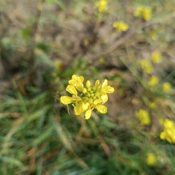 Hirschfeldia incana Λουλούδι