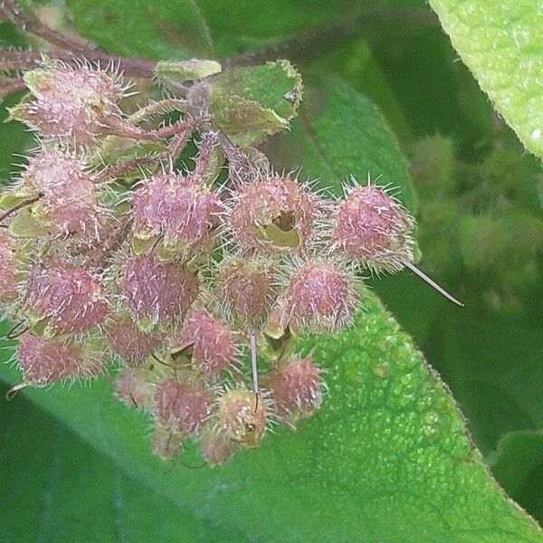 Trachystemon orientalis 花