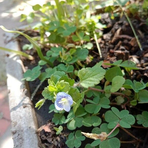 Veronica polita Flower