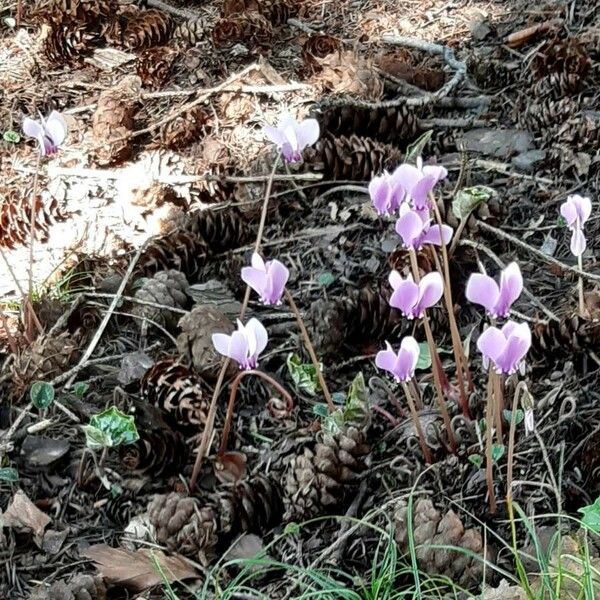 Cyclamen hederifolium Pokrój