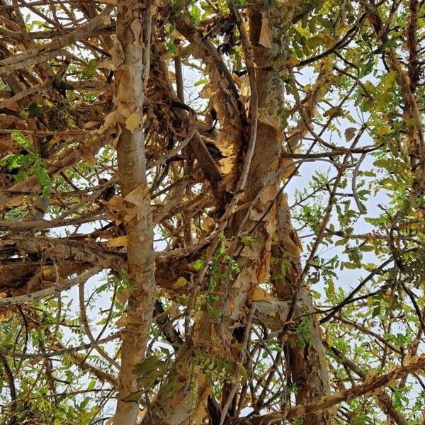 Boswellia sacra Bark