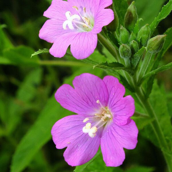 Epilobium hirsutum Žiedas