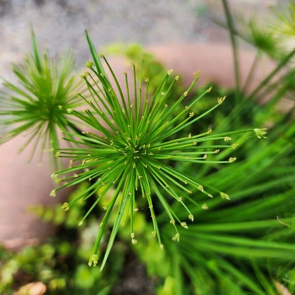 Cyperus prolifer Flower