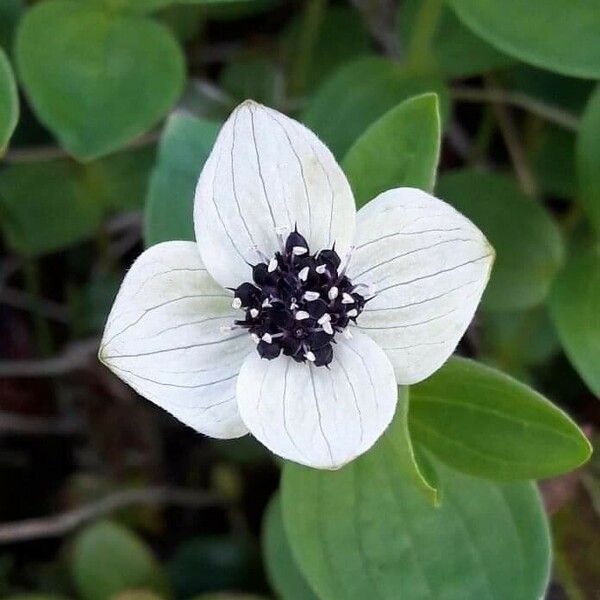 Cornus suecica Blüte