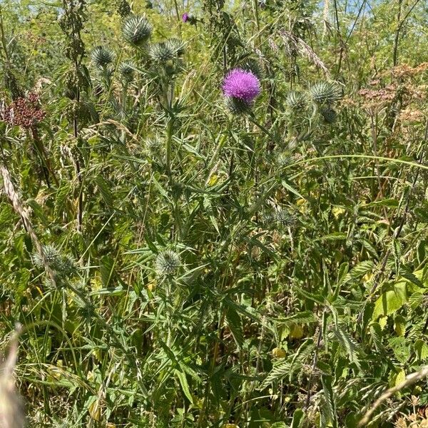 Cirsium vulgare عادت داشتن