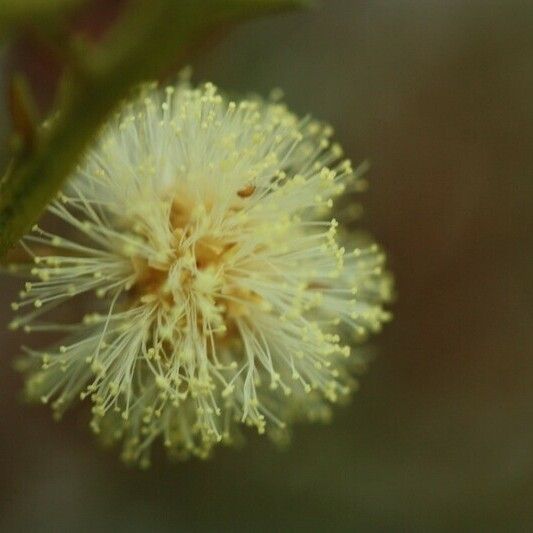 Acacia mearnsii Other