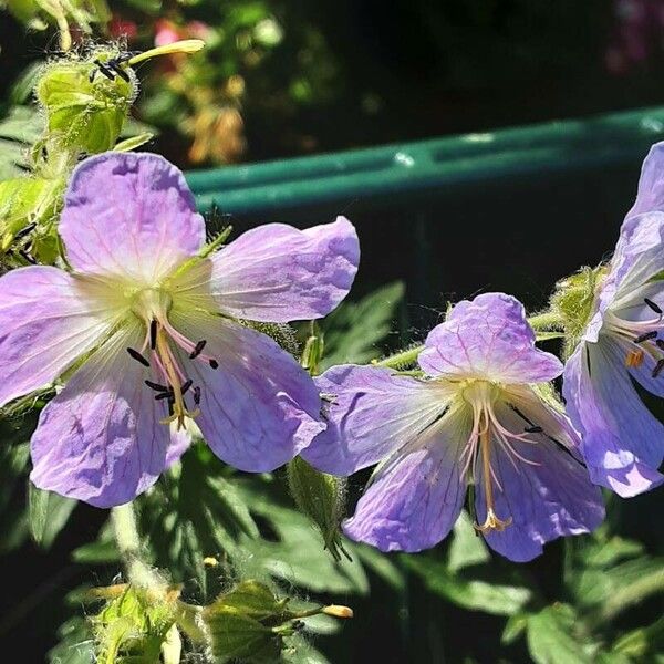 Geranium pratense Flors