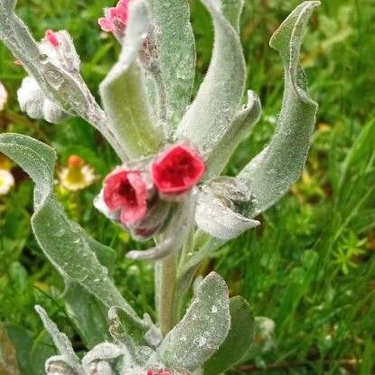 Cynoglossum cheirifolium Flower