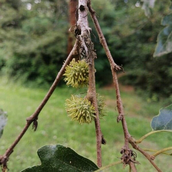 Quercus cerris Fruit