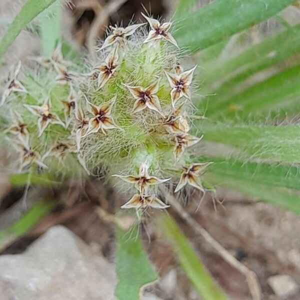 Plantago bellardii Kukka