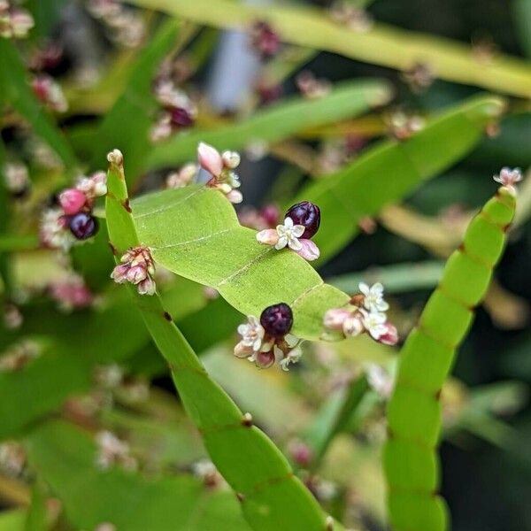 Muehlenbeckia platyclada Flor