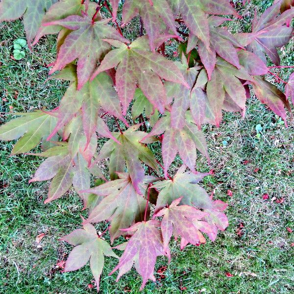 Acer palmatum Lapas