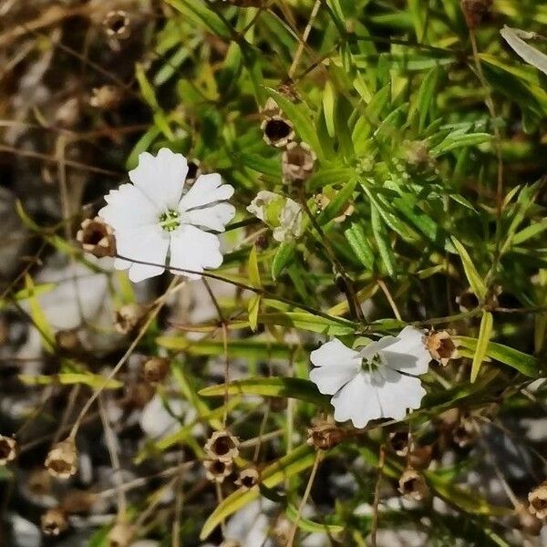 Heliosperma pusillum फूल