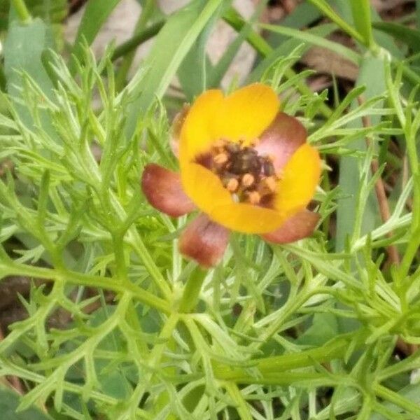 Adonis microcarpa Flor