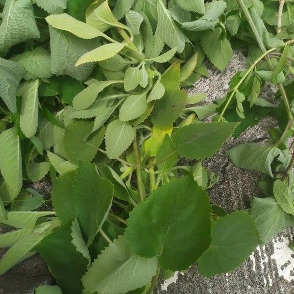 Plectranthus amboinicus Folha