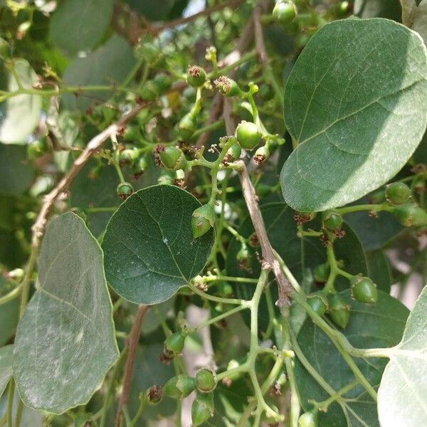 Cordia myxa 花