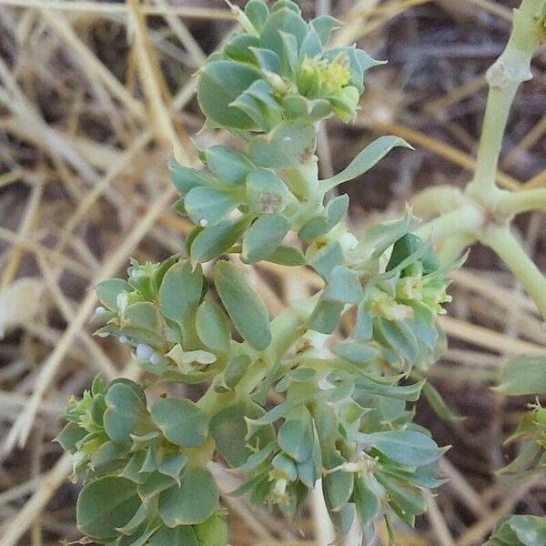 Euphorbia falcata Deilen