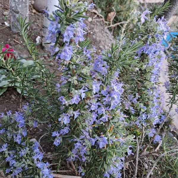 Rosmarinus officinalis Blomst