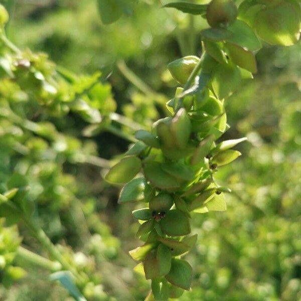 Atriplex micrantha Frukt