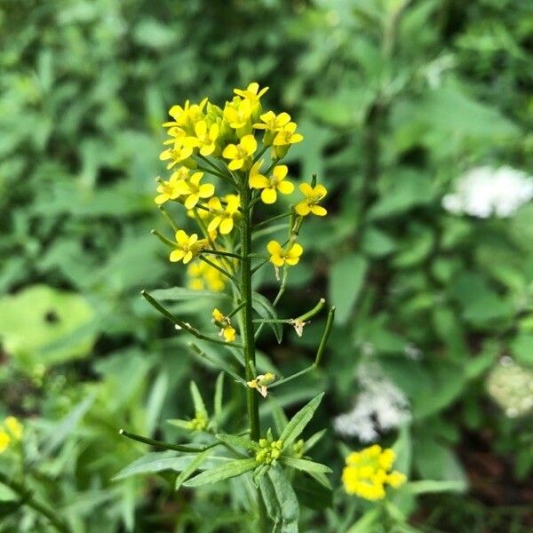 Erysimum cheiranthoides Flor