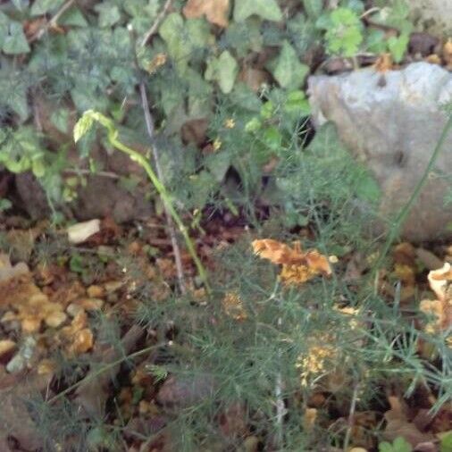 Asparagus officinalis Bark