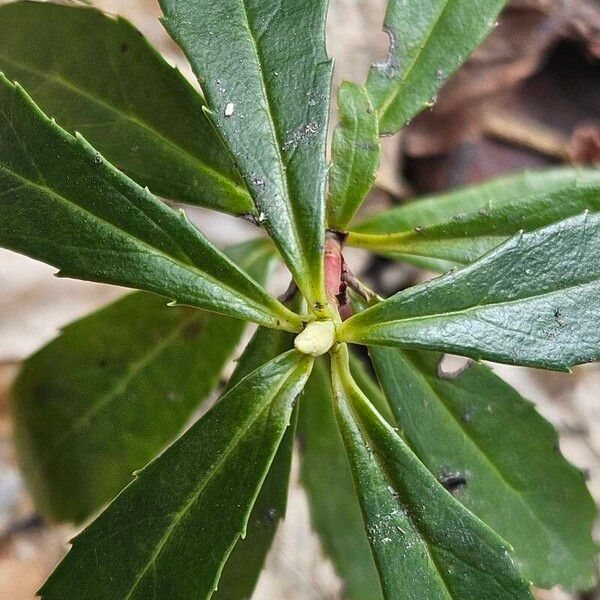 Chimaphila umbellata List