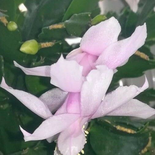 Schlumbergera truncata 花