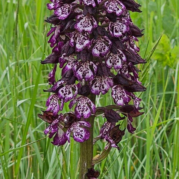 Orchis purpurea Flower