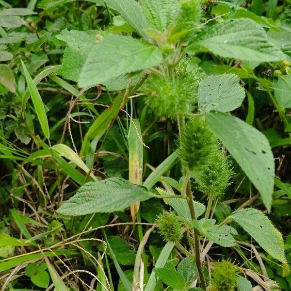 Acalypha alopecuroidea Flower