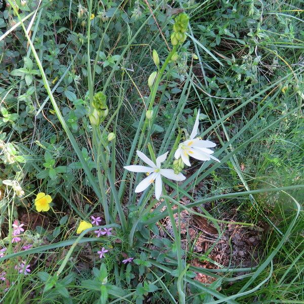 Anthericum liliago Habitus