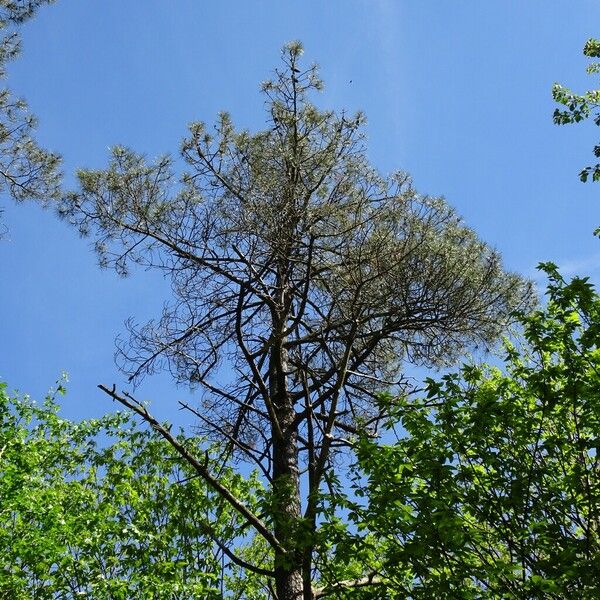 Pinus pinaster മറ്റ്