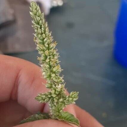 Amaranthus dubius ফুল