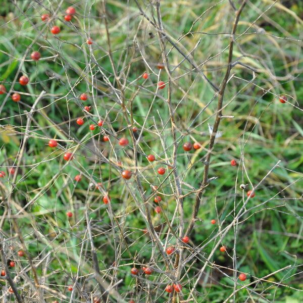 Asparagus officinalis Frukto