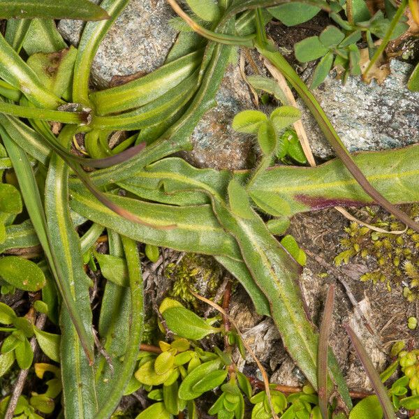 Tolpis staticifolia Лист