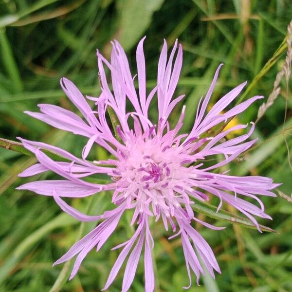 Centaurea napifolia Blomst