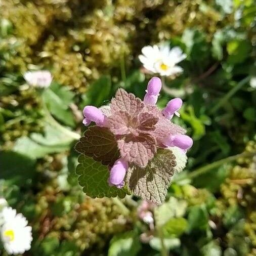 Lamium purpureum 花