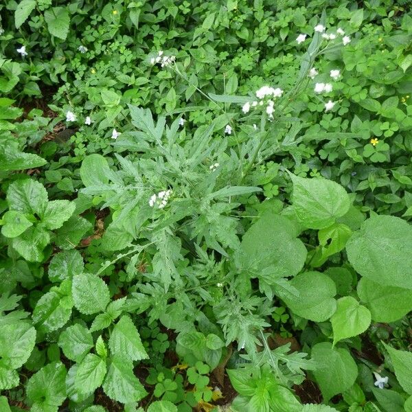 Parthenium hysterophorus Хабит