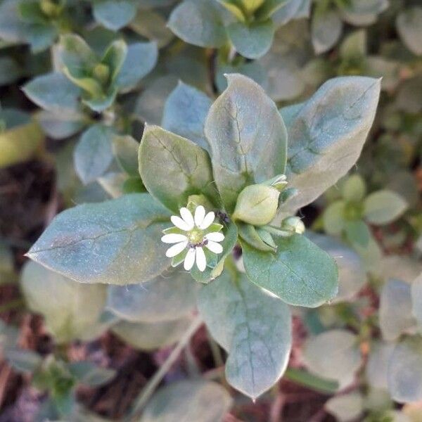 Stellaria media Flower