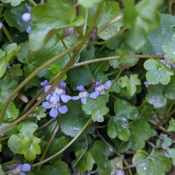 Cymbalaria muralis Flor