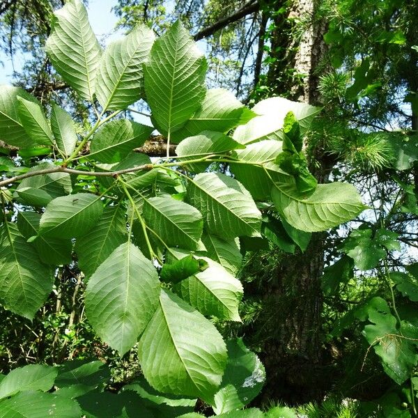 Prunus avium Ліст