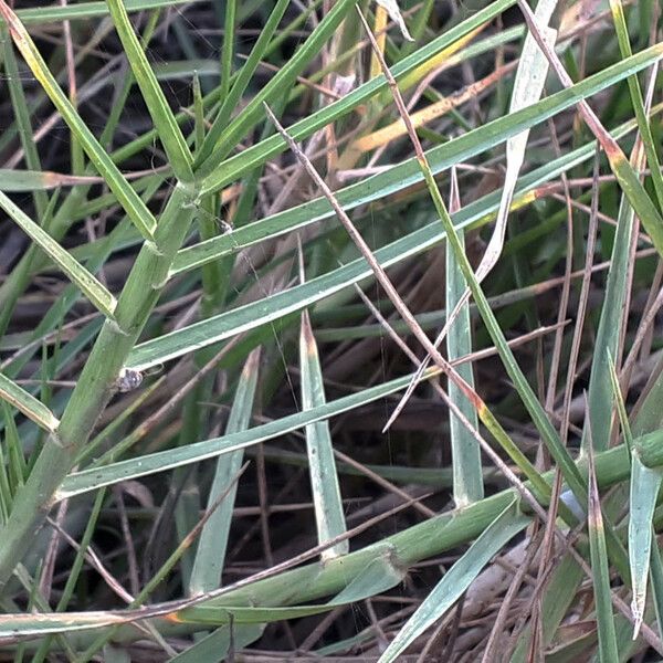 Paspalum vaginatum Blad