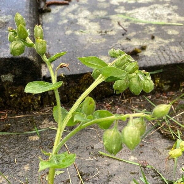 Pulmonaria mollis Çiçek