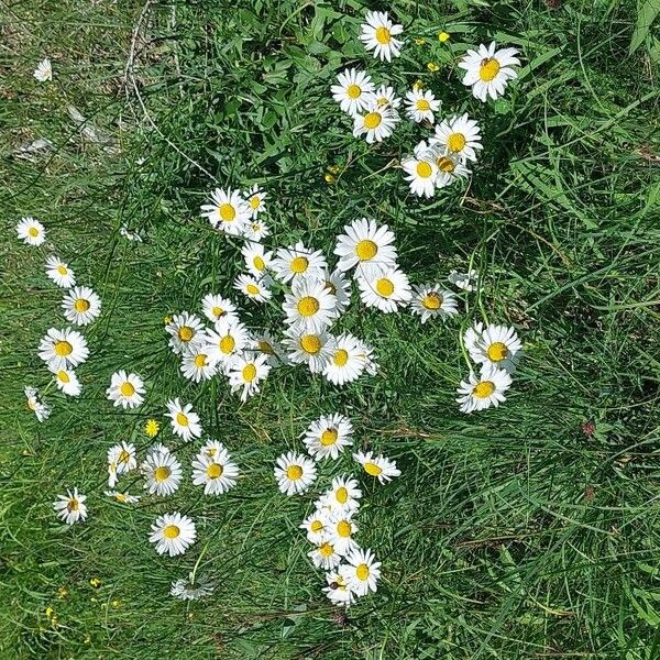 Leucanthemum heterophyllum Žiedas