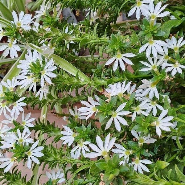 Scaevola plumieri Blomma