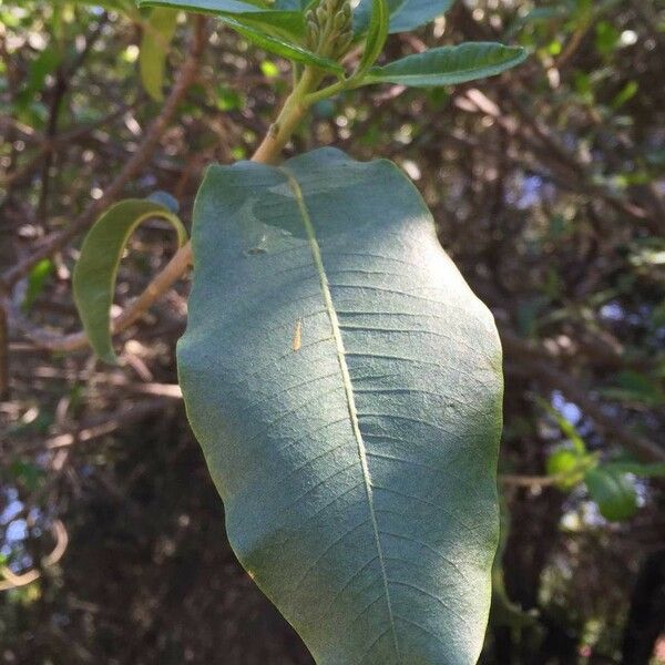 Calodendrum capense Blad