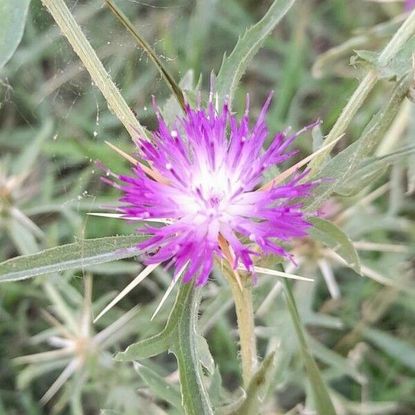 Centaurea calcitrapa Flower