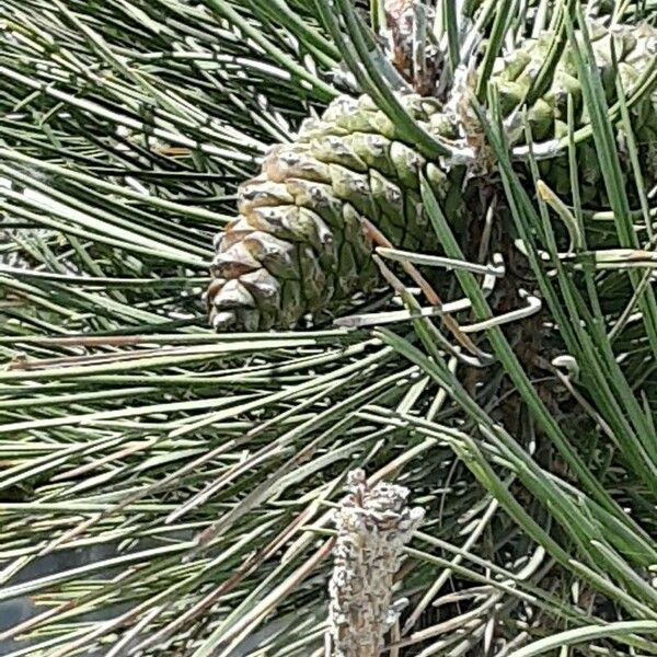 Pinus nigra ᱡᱚ