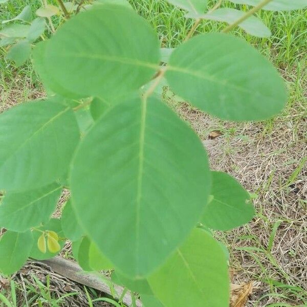 Dendrolobium umbellatum Foglia